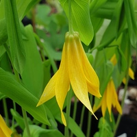 Uvularia grandiflora